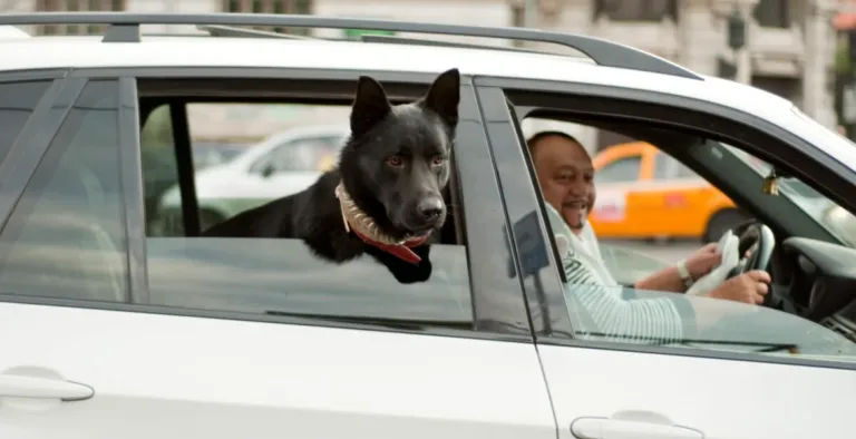 transportul animalelor de companie in masina ce prevede codul rutier 2025 si ce amenzi risca soferii