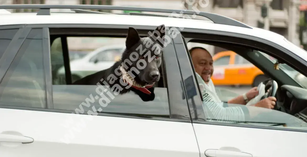 transportul animalelor de companie in masina ce prevede codul rutier 2025 si ce amenzi risca soferii